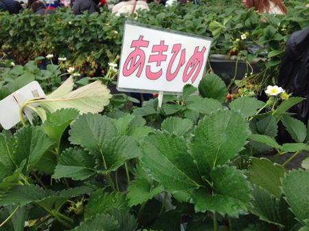 あきひめ