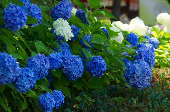 DSC00116.jpg